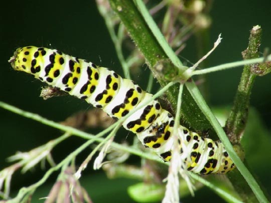 Cucullia scrophulariae, Braunwurz-Mönch