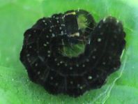 Eupsilia transversa, Satellit-Wintereule