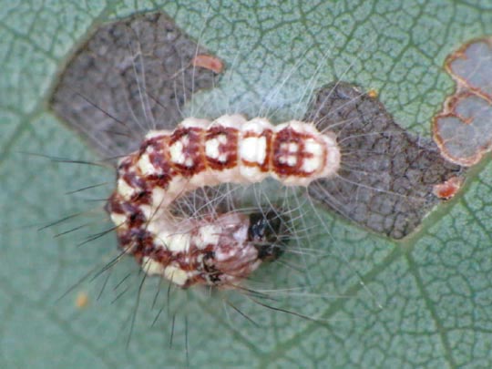 Noctuidae