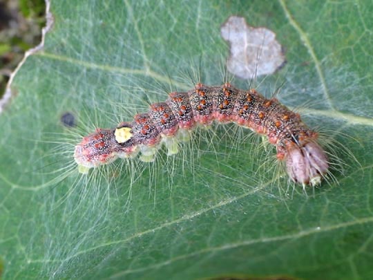 Acronicta megacephala, Großkopf-Rindeneule