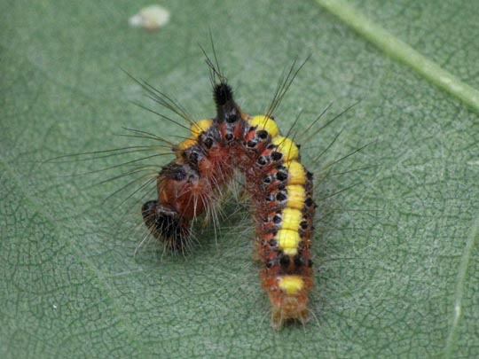 Acronicta psi, Pfeileule