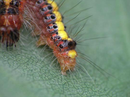 Acronicta psi, Pfeileule