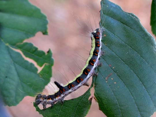 Acronicta psi, Pfeileule