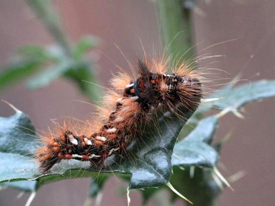 Acronicta rumicis, Ampfer-Rindeneule