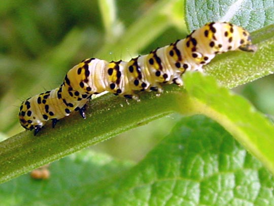 Raupe von Cucullia