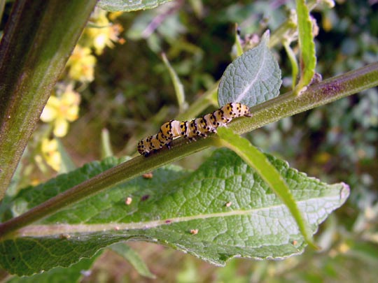Raupe von Cucullia