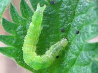 Hypena proboscidalis, Nessel-Schnabeleule
