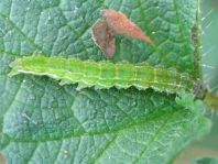 Hypena proboscidalis, Nessel-Schnabeleule