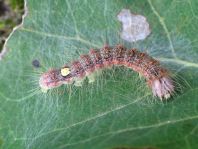 Acronicta megacephala, Großkopf-Rindeneule
