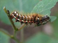 Acronicta rumicis, Ampfer-Rindeneule
