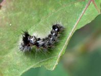 Acronicta rumicis, Ampfer-Rindeneule