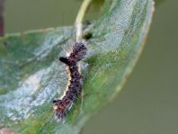 Acronicta psi, Pfeileule