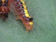 Acronicta psi, Pfeileule