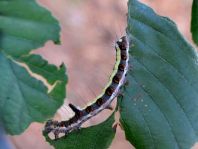Acronicta psi, Pfeileule