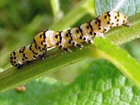 Cucullia sp.