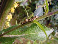Cucullia sp.