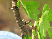 Noctuidae