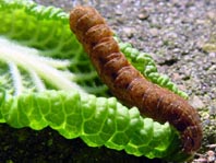 Agrotinae sp.