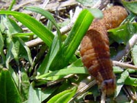 Agrotinae sp.