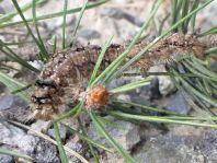 Dendrolimus pini, Kiefernspinner