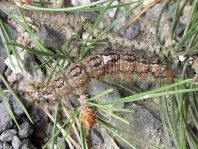 Dendrolimus pini, Kiefernspinner