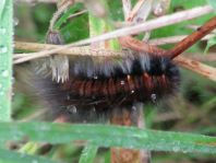 Raupe von Macrothylacia rubi, Brombeerspinner