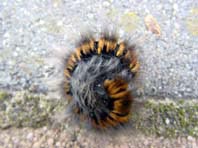 Raupe von Macrothylacia rubi, Brombeerspinner