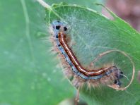 Raupe von Malacosoma neustria, Ringelspinner