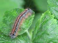Raupe von Malacosoma neustria, Ringelspinner