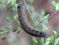 Raupe von Malacosoma neustria, Ringelspinner