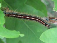 Raupe von Malacosoma neustria, Ringelspinner