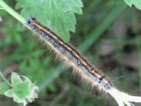 Raupe von Malacosoma neustria, Ringelspinner