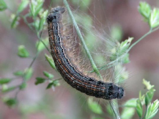 Malacosoma neustria, Ringelspinner