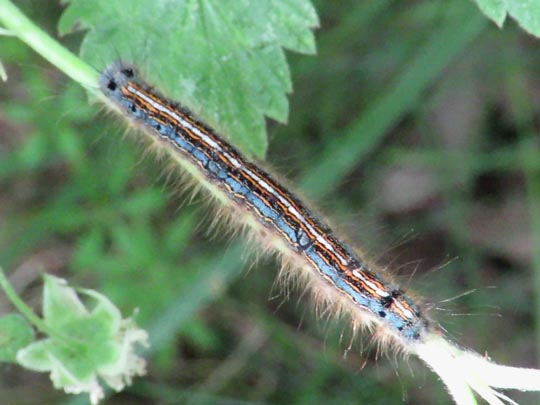 Malacosoma neustria, Ringelspinner