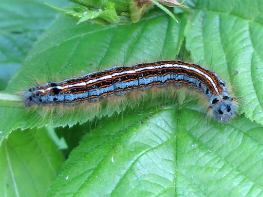 Malacosoma neustria, Ringelspinner