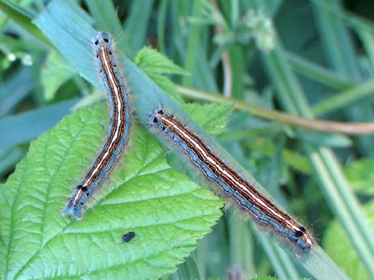 Malacosoma neustria, Ringelspinner