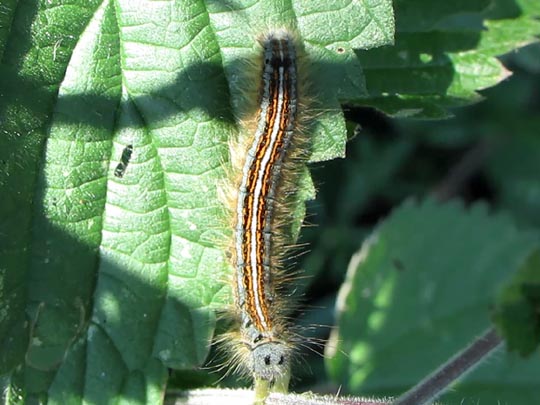 Malacosoma neustria, Ringelspinner