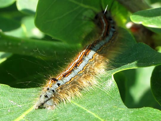 Malacosoma neustria, Ringelspinner