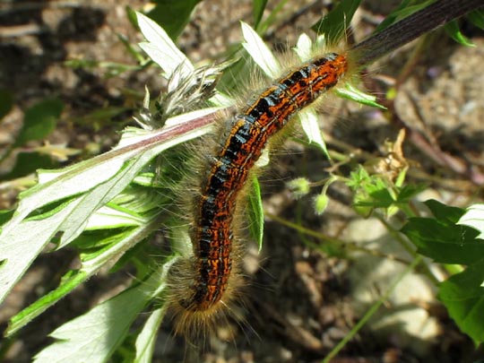 Malacosoma cf. castrensis, Wolfsmilch-Ringelspinner