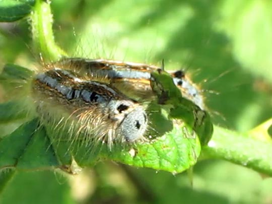 Malacosoma neustria, Ringelspinner