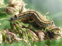 Raupe von Malacosoma neustria, Ringelspinner