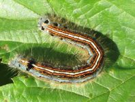 Raupe von Malacosoma neustria, Ringelspinner