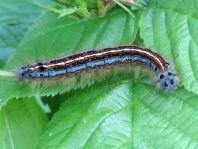 Raupe von Malacosoma neustria, Ringelspinner