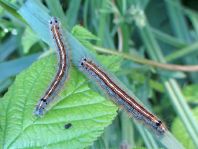 Raupe von Malacosoma neustria, Ringelspinner