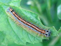 Raupe von Malacosoma neustria, Ringelspinner