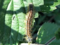 Raupe von Malacosoma neustria, Ringelspinner