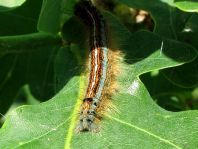 Raupe von Malacosoma neustria, Ringelspinner