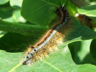 Raupe von Malacosoma neustria, Ringelspinner