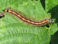 Raupe von Malacosoma neustria, Ringelspinner