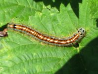 Raupe von Malacosoma neustria, Ringelspinner